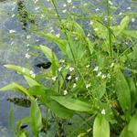 Alisma plantago-aquatica - Gewöhnlicher Froschlöffel - Alisma plantago-aquatica