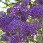 Allium hollandicum 'Purple Sensation' - 