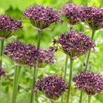 Allium atropurpureum - 