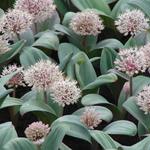 Allium karataviense - 