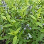 Amsonia tabernaemontana var. salicifolia - Amsonia tabernaemontana var. salicifolia - Weidenblättrige Texas-Amsonie