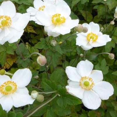 Anemone hybrida 'Coupe d'Argent' - Anemone hybrida 'Coupe d'Argent'