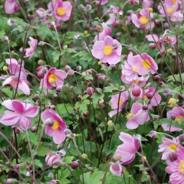 Anemone hupehensis 'Praecox' - plantes vivaces - Acheter des plantes en  ligne | Matelma.com