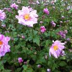 Anemone  hybrida 'Mont Rose' - 
