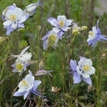 Aquilegia caerulea - Ancolie bleue à fleurs précoces