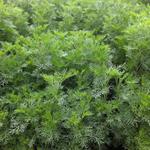 Artemisia abrotanum - Artemisia abrotanum - aurone