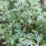 Artemisia abrotanum 'Courson' - Artemisia abrotanum 'Courson' - 