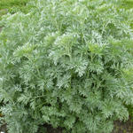 Artemisia absinthium - Artemisia absinthium - Absinthe (plante)