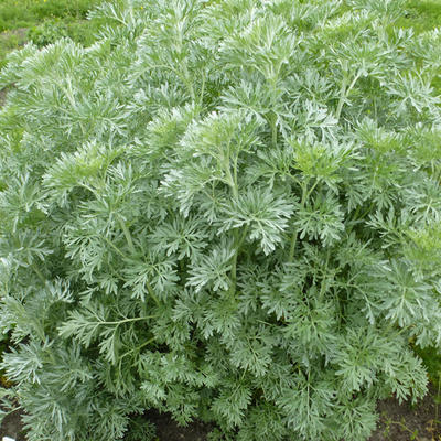 Artemisia absinthium - Wermutkraut