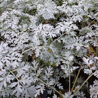 Artemisia absinthium 'Lambrook Silver' - Artemisia absinthium 'Lambrook Silver'