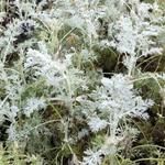 Artemisia arborescens 'Little Mice' - Artemisia arborescens 'Little Mice' - 