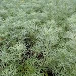 Artemisia 'Canescens' - Artemisia 'Canescens' - 