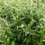 Weisser China-Beifuss - Artemisia lactiflora