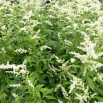 Artemisia lactiflora 'Elfenbein' - Artemisia lactiflora 'Elfenbein'