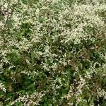 Artemisia lactiflora 'Guizhou' - 
