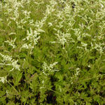 Artemisia lactiflora 'Jim Russel' - 