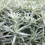 Artemisia ludoviciana 'Silver Queen' - Artemisia ludoviciana 'Silver Queen'