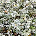 Artemisia stelleriana - 
