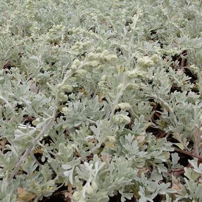 Artemisia stelleriana 'Boughton Silver' - Artemisia stelleriana 'Boughton Silver'