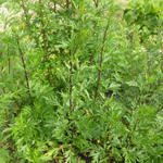 Artemisia vulgaris - Artemisia vulgaris - Beifuß