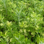 Artemisia vulgaris 'Oriental Limelight' - 