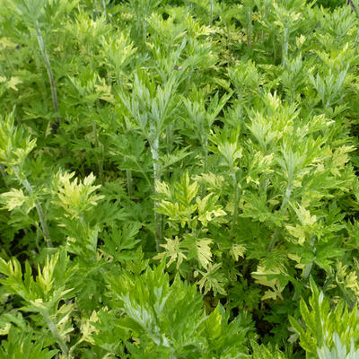 Artemisia vulgaris 'Oriental Limelight' - 