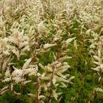 Aruncus aethusifolius - BARBE DE BOUC NAIN - Aruncus aethusifolius