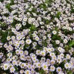 Aster ageratoides 'Stardust' - 