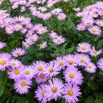 Aster dumosus 'Herbstgruss von Bresserhof' - Aster dumosus 'Herbstgruss von Bresserhof'