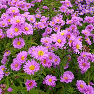 Aster 'Wood's Pink' - 