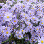 Aster - 