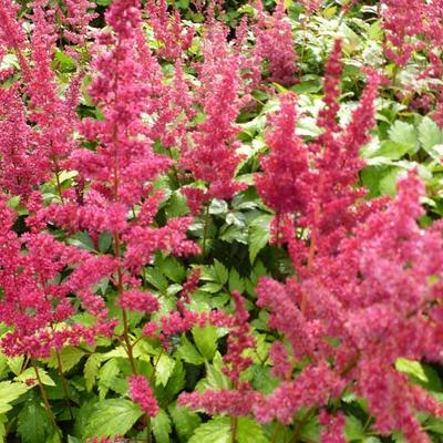 Astilbe x arendsii 'Fanal' - 