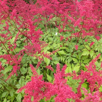 Astilbe x arendsii 'Spinell' - Astilbe x arendsii 'Spinell'