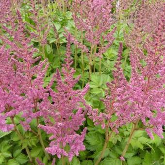 Astilbe chinensis 'Vision in Pink'