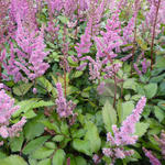 Astilbe chinensis 'Maggie Daley' - 