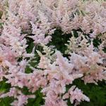 Astilbe japonica 'Europa' - 