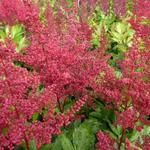 Astilbe japonica 'Red Sentinel' - 