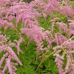 Astilbe thunbergii 'Straussenfeder' - Astilbe thunbergii 'Straussenfeder'