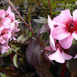 Bergenia DRAGONFLY 'Sakura' - 