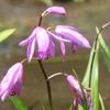 Orchidée jacinthe - Bletilla striata