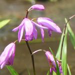 Bletilla striata - Orchidée jacinthe