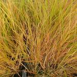 Calamagrostis arundinacea - 