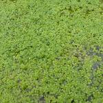 Callitriche palustris - Callitriche palustris - Teich-Wasserstern