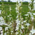 Campanula lactiflora 'Alba'