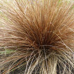 Carex buchananii - Fuchsrote Segge