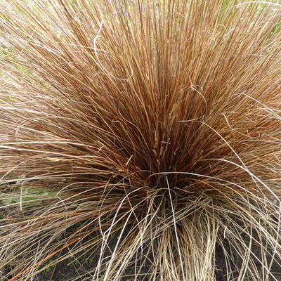 Carex buchananii - LÂICHE DE BUCHANAN, CAREX ROUGE-BRUN, - Carex buchananii