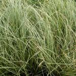 Carex comans 'Frosted Curls' - LÂICHE 'FROSTED CURLS'
