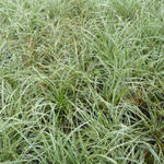 Carex conica 'Snowline' - 