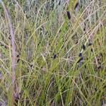 Carex dipascea - 