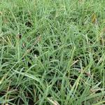 Carex flava - 